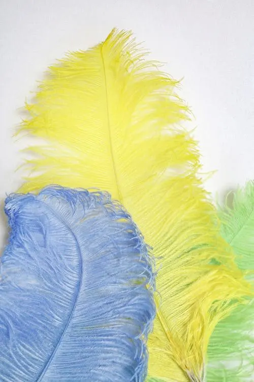 Vibrant feathers in blue yellow and green arranged ready for millinery featherwork