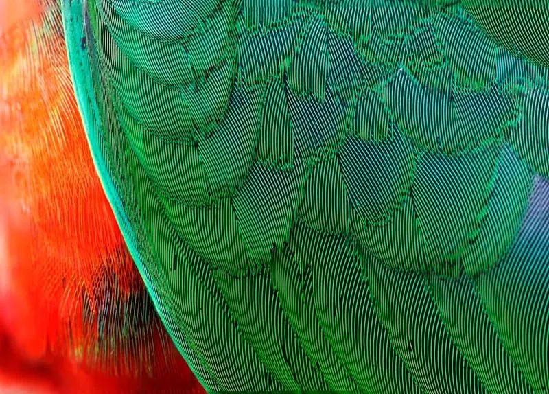 Macro close-up of natural feather patterns showing intricate barbs and textures prized in millinery