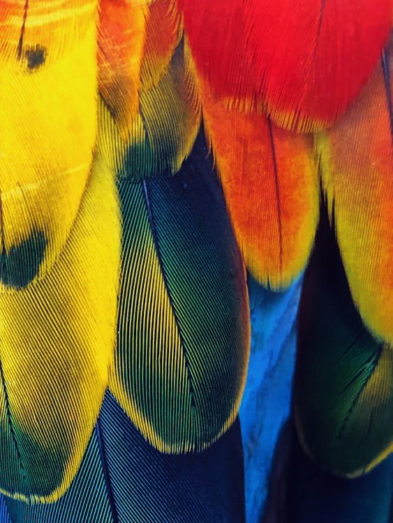Close-up of luxurious natural feathers showcasing the rich textures and organic beauty of ethically sourced millinery materials