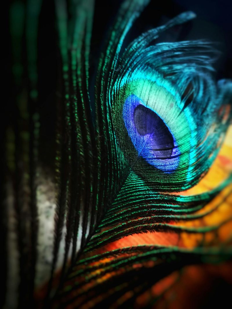 Vibrant close-up of a peacock feather showing iridescent blue, green, and gold colours that inspire millinery colour palettes and textures