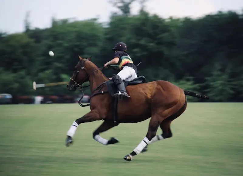 Dynamic polo match action with a rider skilfully manoeuvring a galloping horse on the field